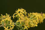 Yellow Spring bedstraw 